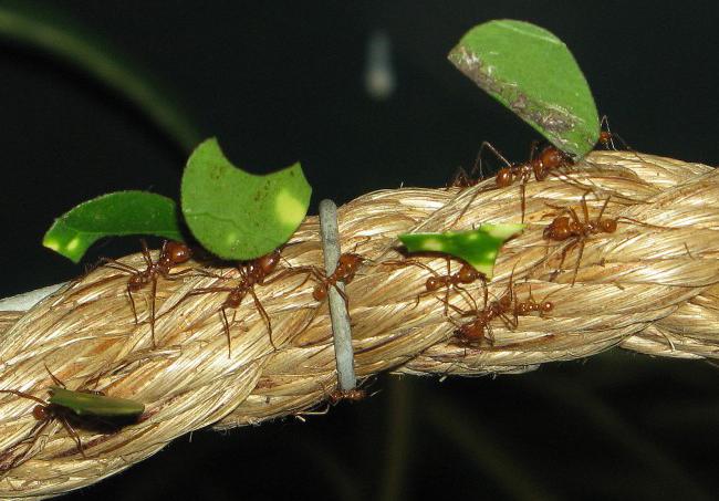 Come distruggere le formiche nella serra