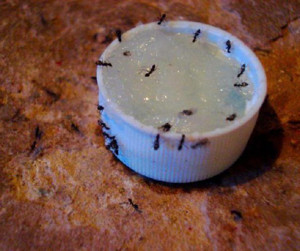 produkty mrówkowe w szklarni