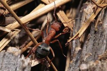 pozbyć się mrówek w szklarni