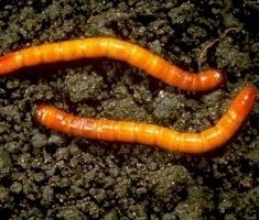 jak pozbyć się wireworm w ogrodzie