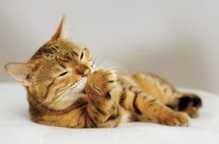как да се отървете от миризмата на урината на котката на килима