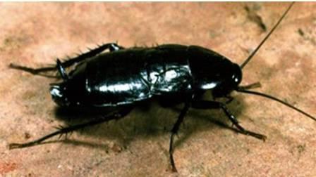 scarafaggi neri nell'appartamento