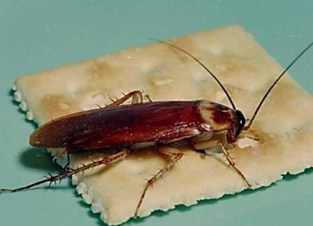 как да се отървете от хлебарки в апартамента