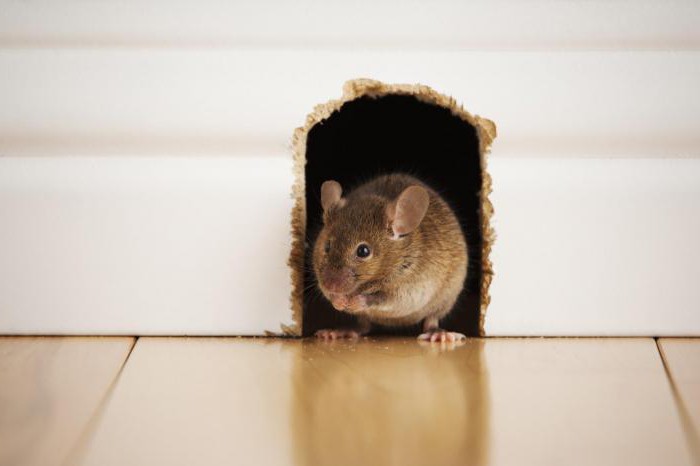 как да се отървем от мишки в частна къща