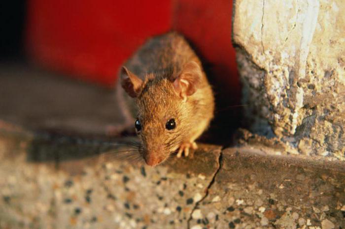 Odstraszacz myszy