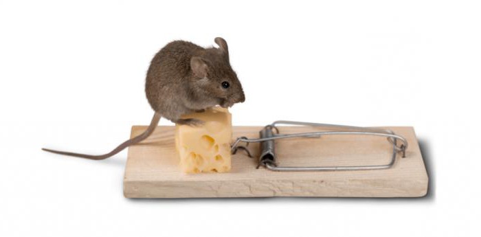 środki ludowe dla myszy w prywatnym domu