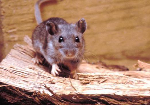 bojujících myší v soukromém domě