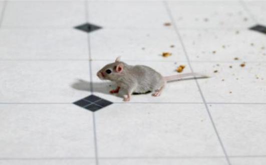 come guidare i topi fuori da una casa privata