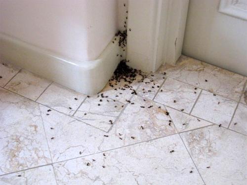 како се носити са мравима у стану