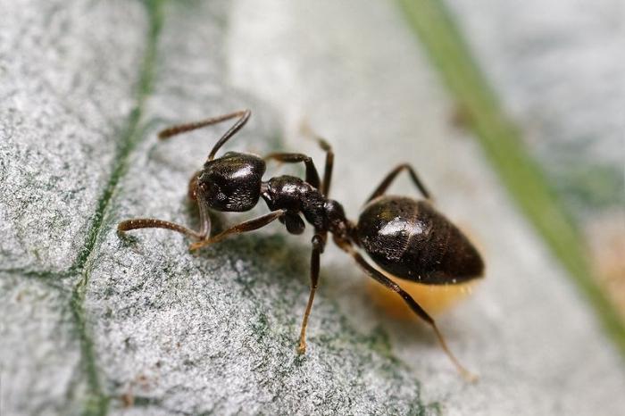 jak se zbavit domácích mravenců