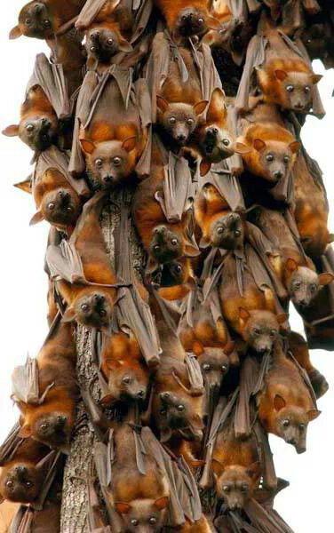 kako se znebiti netopirjev pod streho