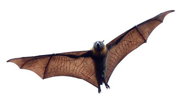 jak se zbavit netopýrů v podkroví