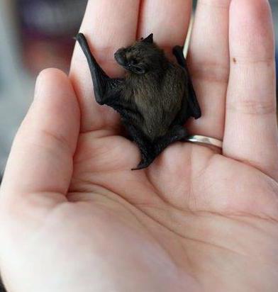 kako se znebiti netopirjev, ki živijo pod streho