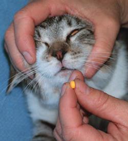 jak dát kočce pilulku