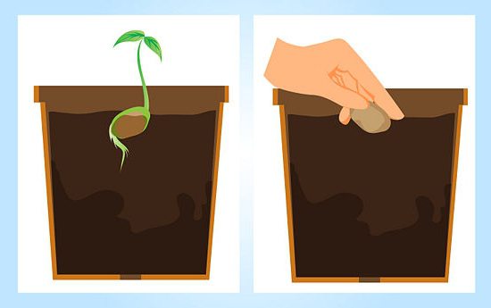 Как да засадите костно манго