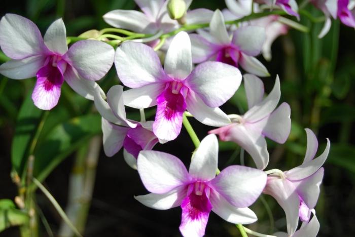 kako rastu orhideje
