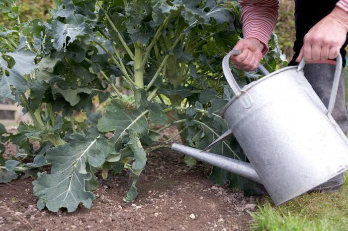 Pěstování a péče o brokolici