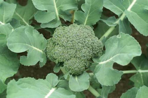 Jak růst brokolice na zahradě