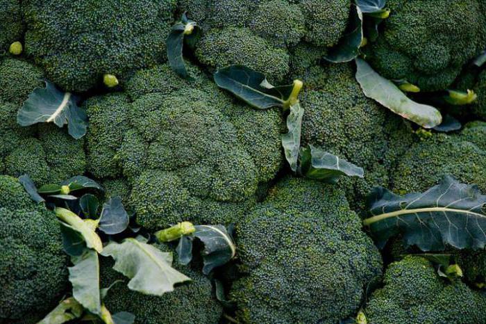 Jak rostlina brokolice