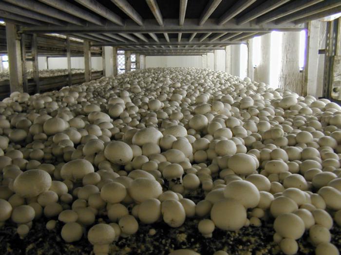 технология за отглеждане на печурки