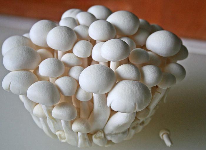 jak pěstovat houby doma
