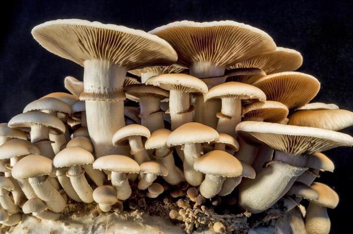 Расту печурке од нуле