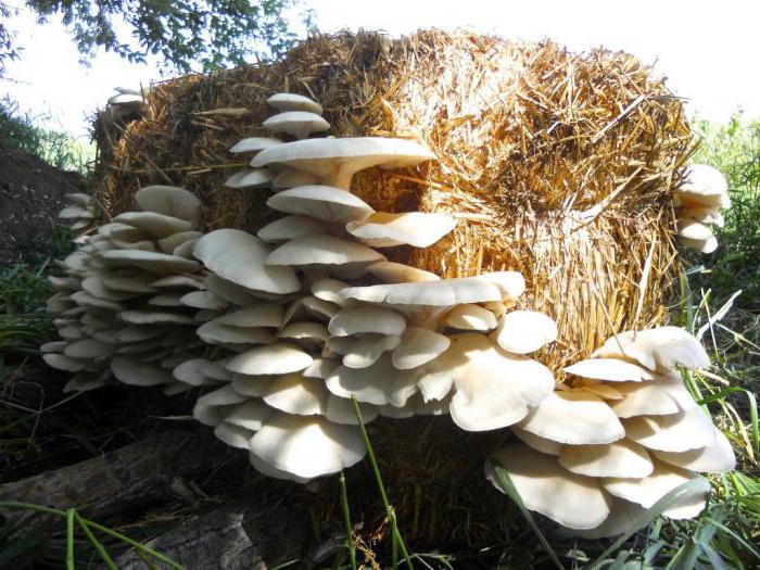 Come far crescere i funghi ostrica