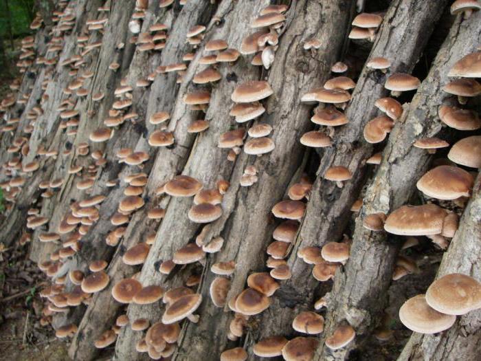 coltivazione di funghi