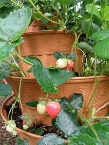 отглеждат ягоди в страната