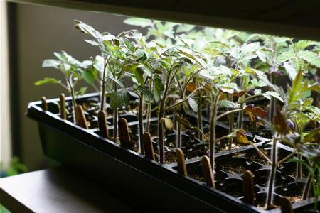 jak pěstovat sazenice rajčat