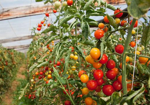 Kako rastu rajčice u stakleniku