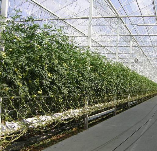 Okurky a rajčata ve skleníku