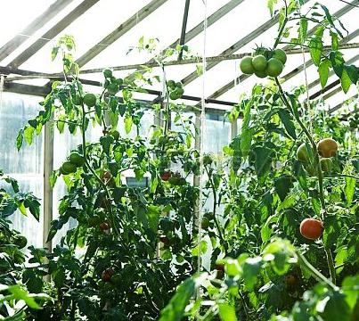 Как да поливаме доматите в оранжерията