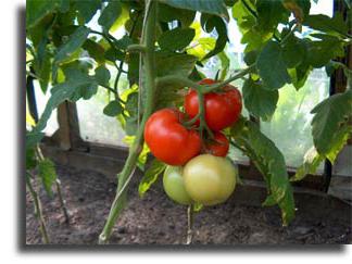 Защо доматите се разпукват в оранжерията