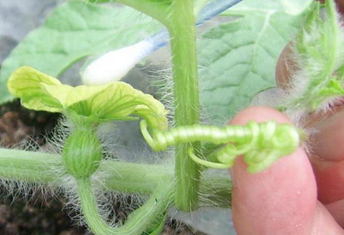 jak na Sibiři roste vodní melouny ve skleníku
