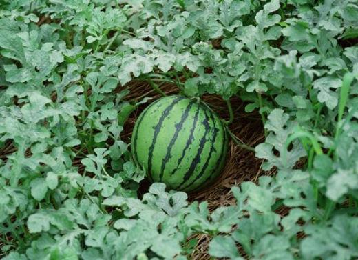 kako uzgajati lubenice
