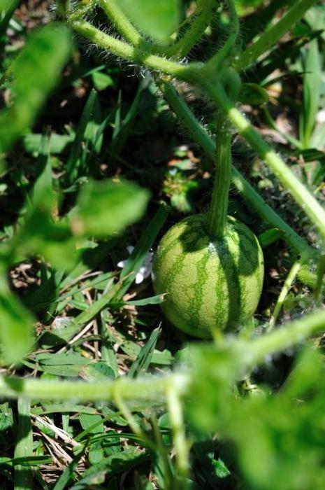 jak roste vodní melouny
