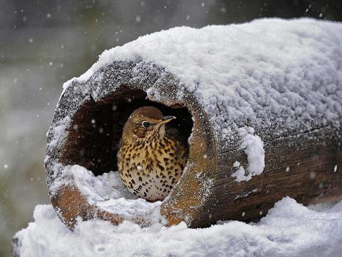 помощ за диви животни през зимата