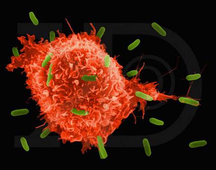 как да се подобри имунитетът