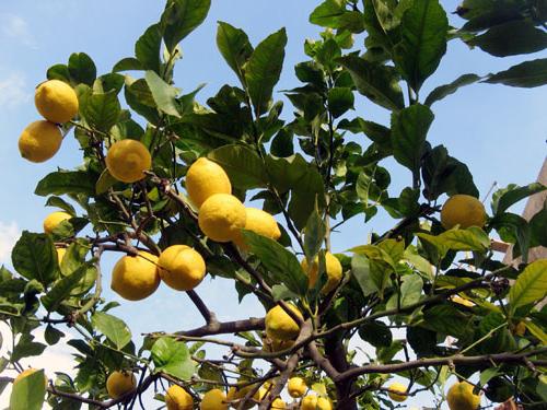 rostlina citronu