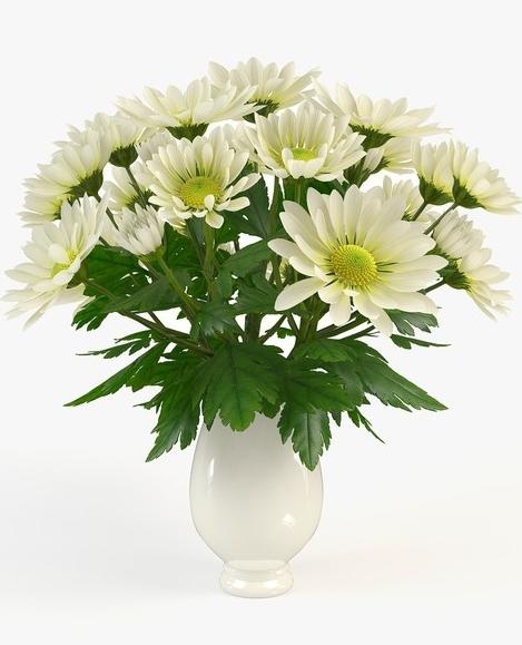 как да запазите хризантемите във ваза