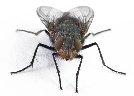 како убити муху