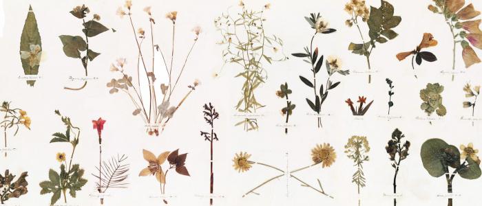 herbář květina