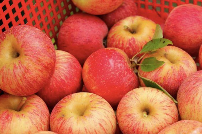 како направити јабуке невеном
