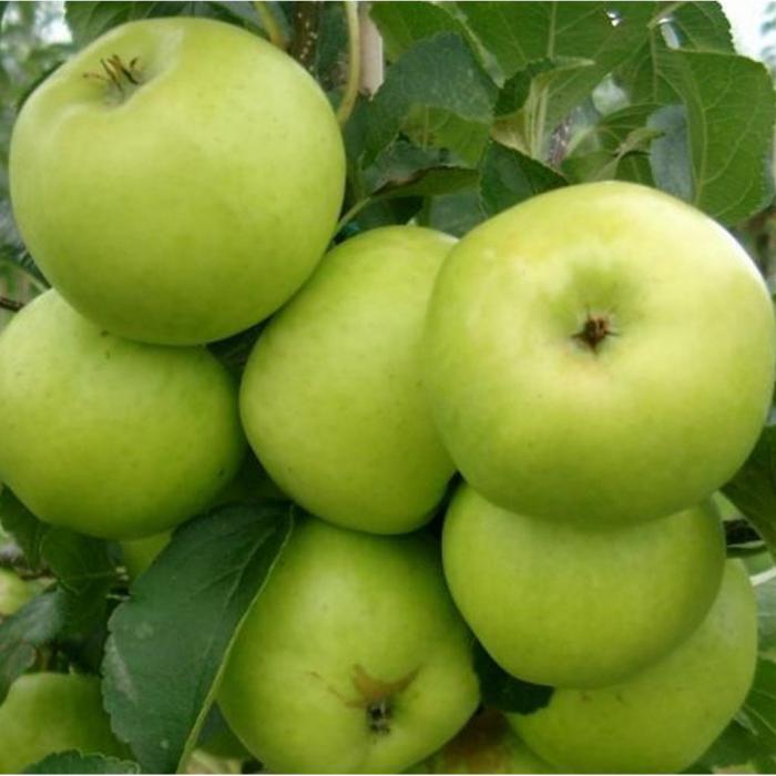 Destylacja jabłek