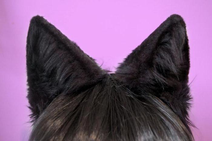 mačka uši oštrica