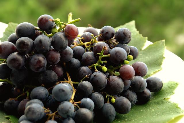 vino od grožđa