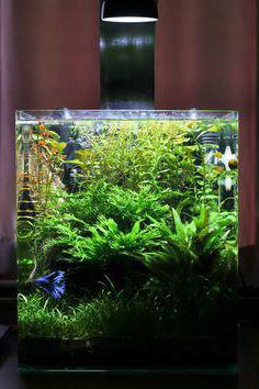 Как да си направим аквариум със собствените си ръце у дома