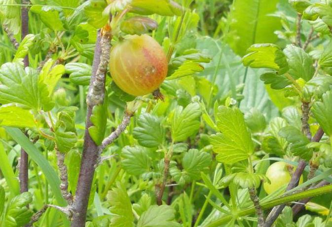 как да размножавате цариградско грозде през есента