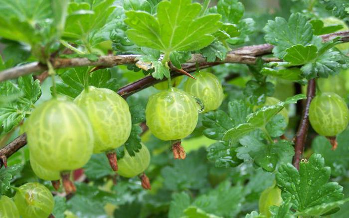 как да размножавате храст от цариградско грозде